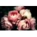 3D Фотообои  3Д Розовые пионы w-shut_238