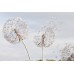 3D Фотообои  3Д Воздушые одуванчики w-dec-2191